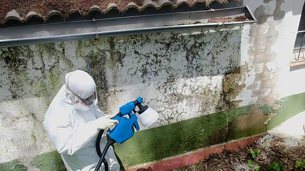 Top rated local Crawl Space Mold Remediation specialists in Eagle, MI